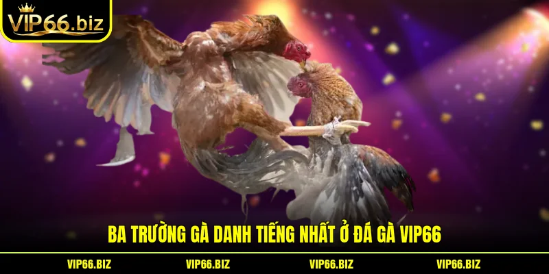 Ba trường gà danh tiếng nhất ở đá gà VIP66 Ba trường gà danh tiếng nhất ở đá gà VIP66