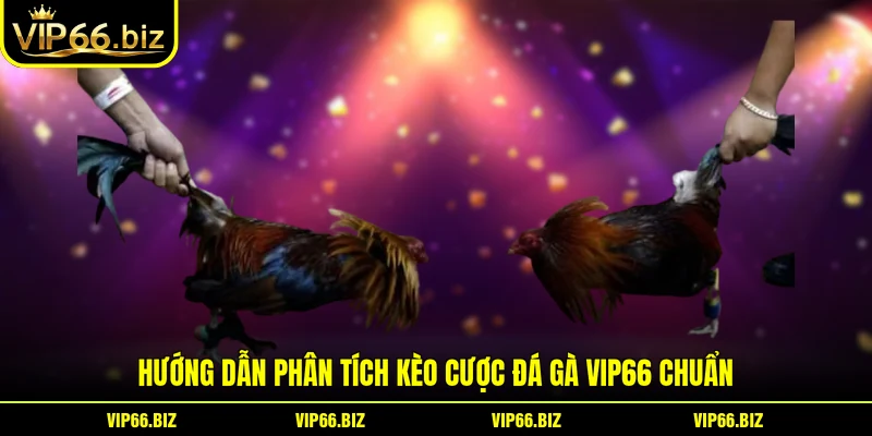 Hướng dẫn phân tích kèo cược đá gà VIP66 chuẩn Hướng dẫn phân tích kèo cược đá gà VIP66 chuẩn