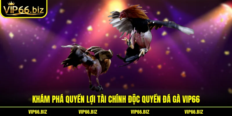 Khám phá quyền lợi tài chính độc quyền đá gà VIP66 Khám phá quyền lợi tài chính độc quyền đá gà VIP66