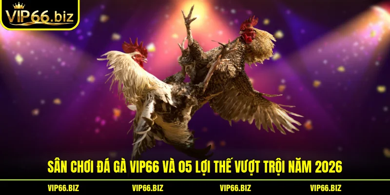 Sân Chơi Đá Gà VIP66 Và 05 Lợi Thế Vượt Trội Năm 2026 Sân Chơi Đá Gà VIP66 Và 05 Lợi Thế Vượt Trội Năm 2026